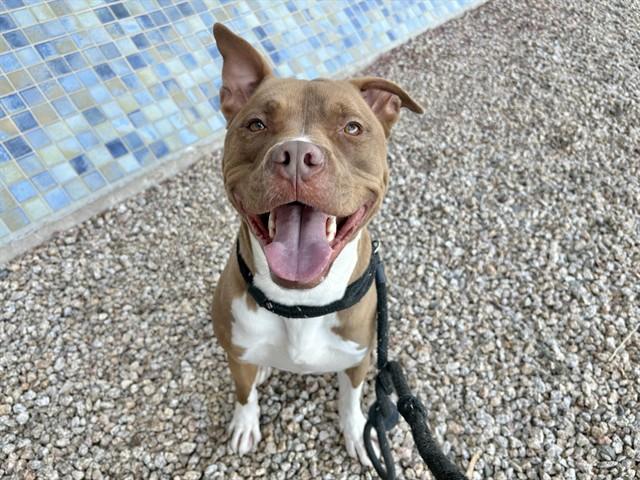 Enlarge HOPPER, a Adoptable Pit Bull Terrier in Mesa, AZ image 1/1
