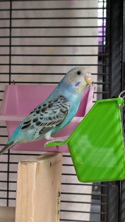 Marty McFly, a ADOPTABLE Parakeet (Other) in Coquitlam, BC image 1/2
