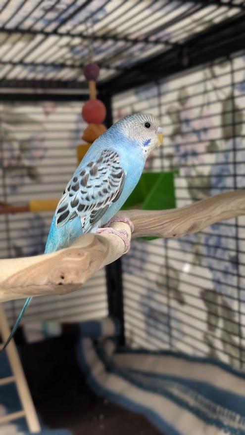 Marty McFly, a ADOPTABLE Parakeet (Other) in Coquitlam, BC image 2/2