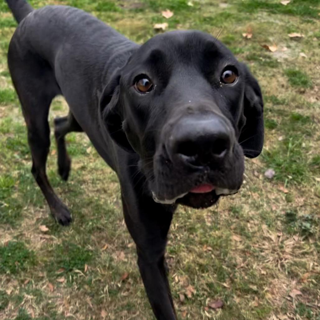 Spirit, Adoptable, Adult Female Labrador Retriever & Great Dane.