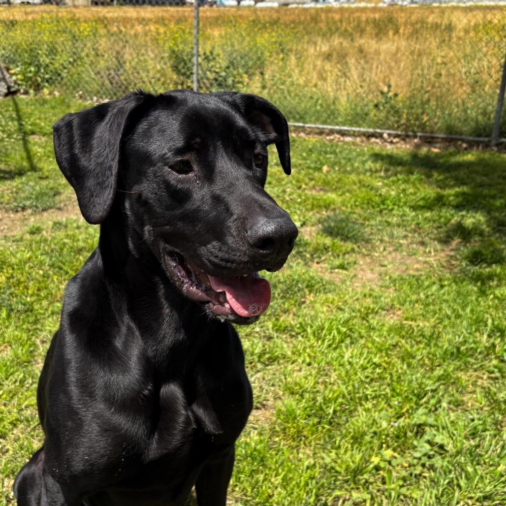 Enlarge Spirit, a Adoptable mixed breed in San Jacinto, CA image 2/6