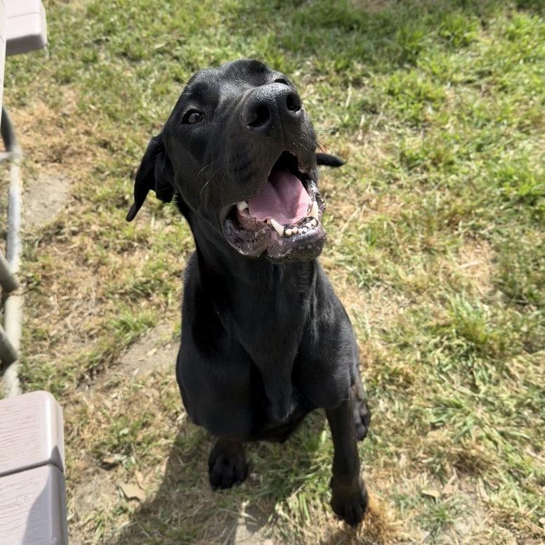 Enlarge Spirit, a Adoptable mixed breed in San Jacinto, CA image 3/6