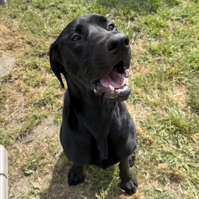 Enlarge Spirit, a Adoptable mixed breed in San Jacinto, CA image 4/6