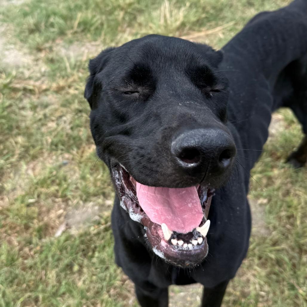 Enlarge Spirit, a Adoptable mixed breed in San Jacinto, CA image 5/6