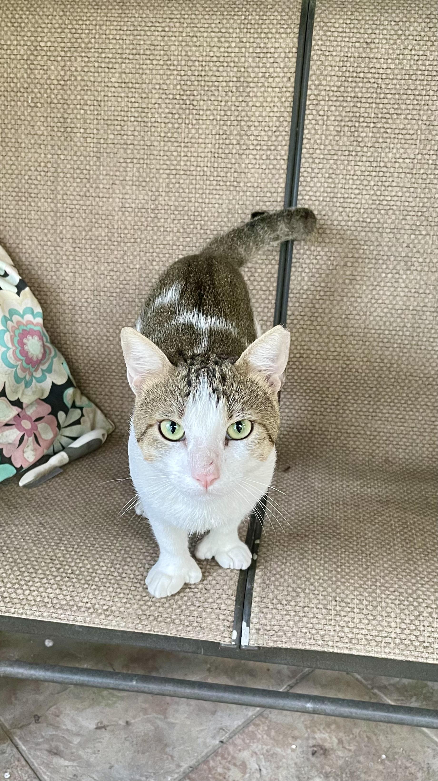 Ernie, ADOPTABLE, Adult Male Domestic Short Hair.