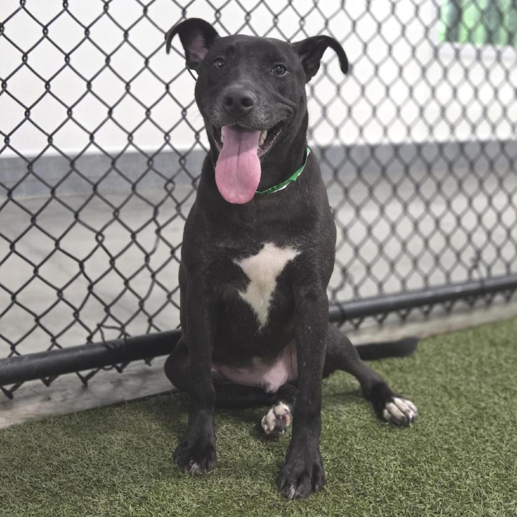 Kevin, a Adoptable mixed breed in Houston, TX image 1/6