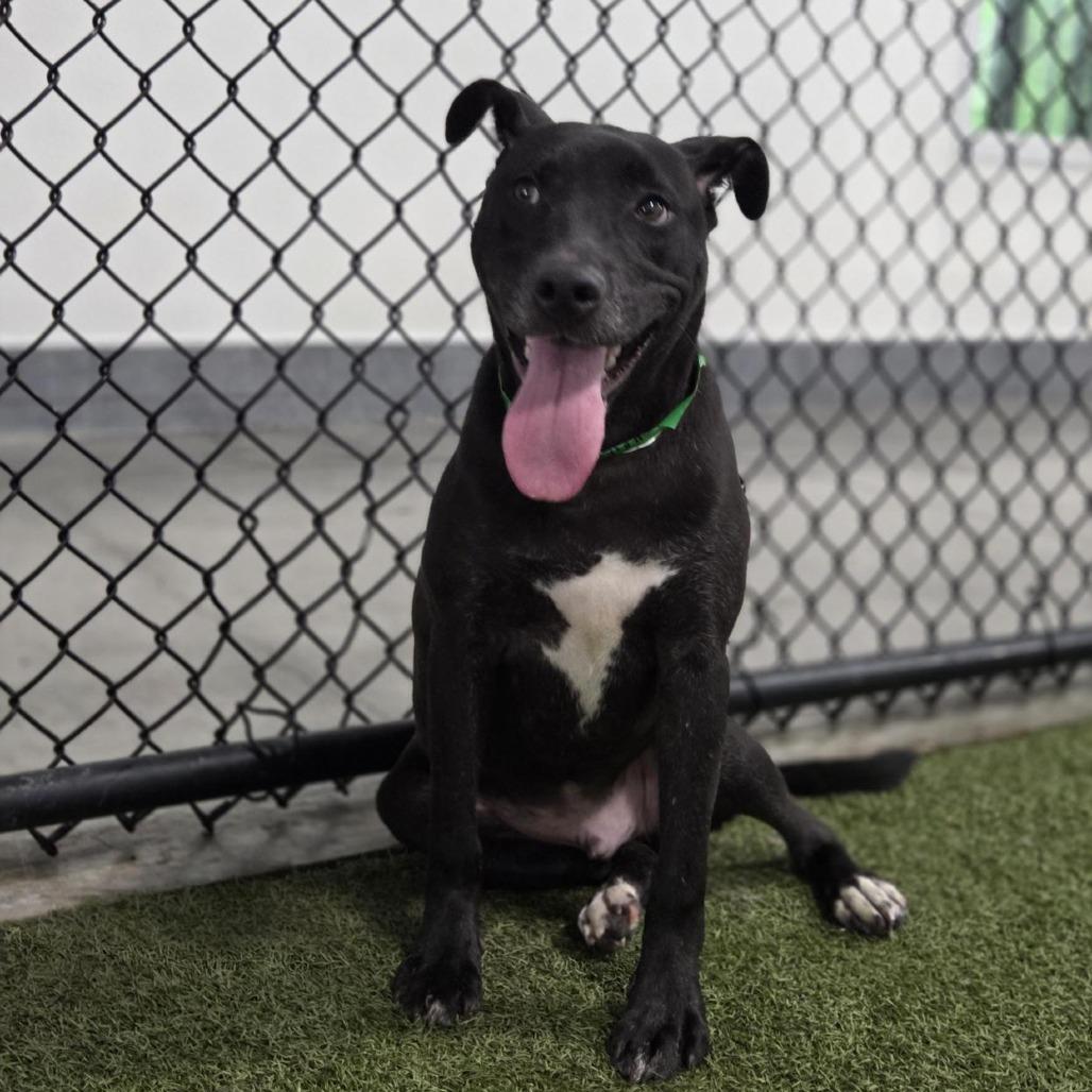 Kevin, a Adoptable mixed breed in Houston, TX image 3/6
