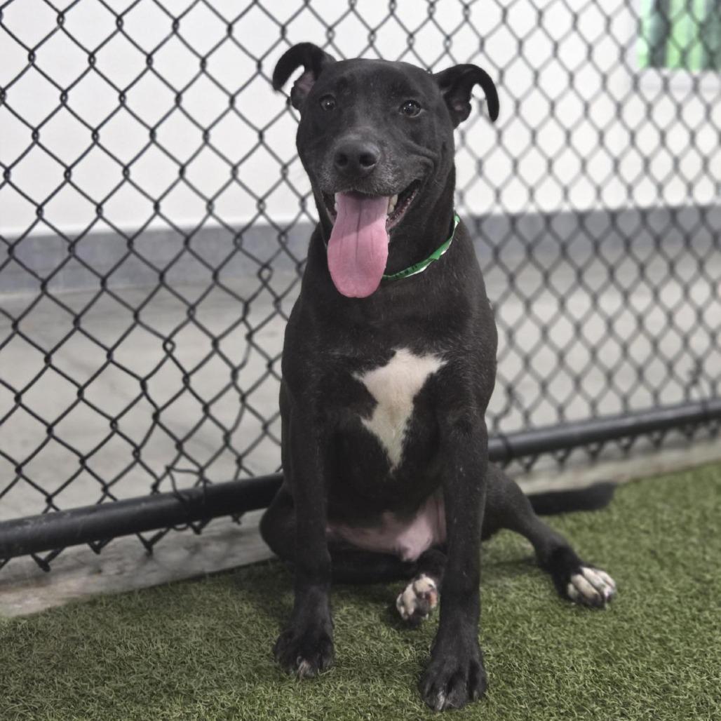 Kevin, a Adoptable mixed breed in Houston, TX image 4/6