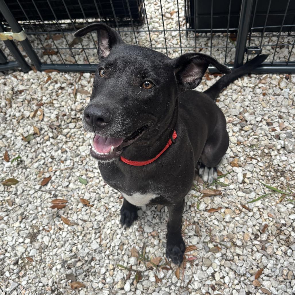 Kevin, a Adoptable mixed breed in Houston, TX image 6/6