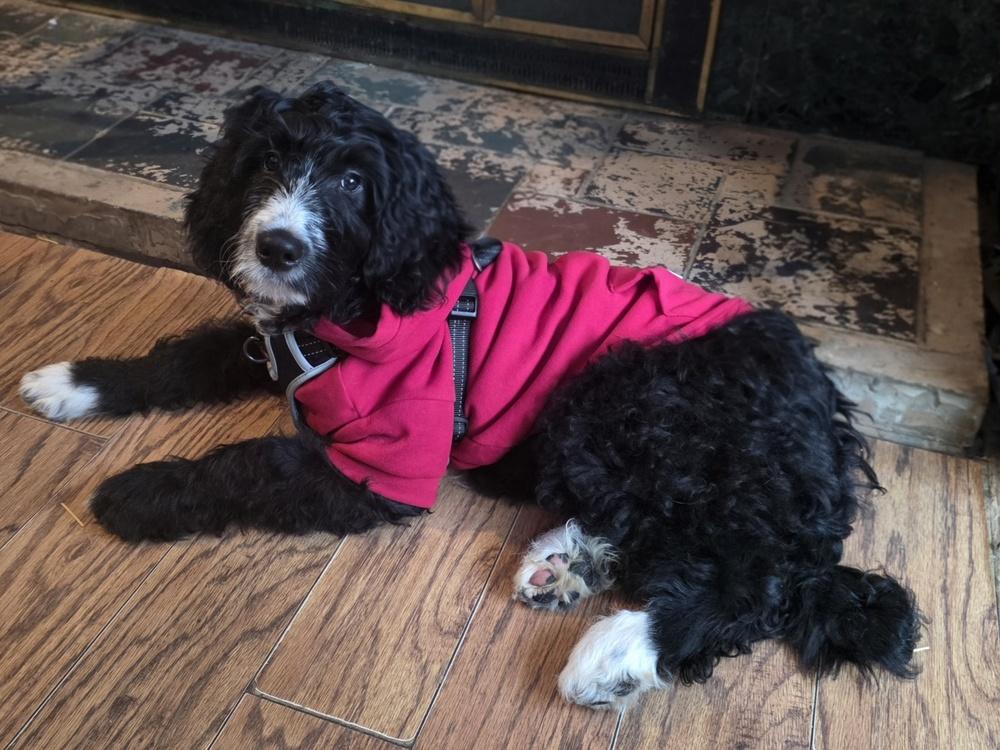 Dosha, Adoptable, Puppy Male Goldendoodle.