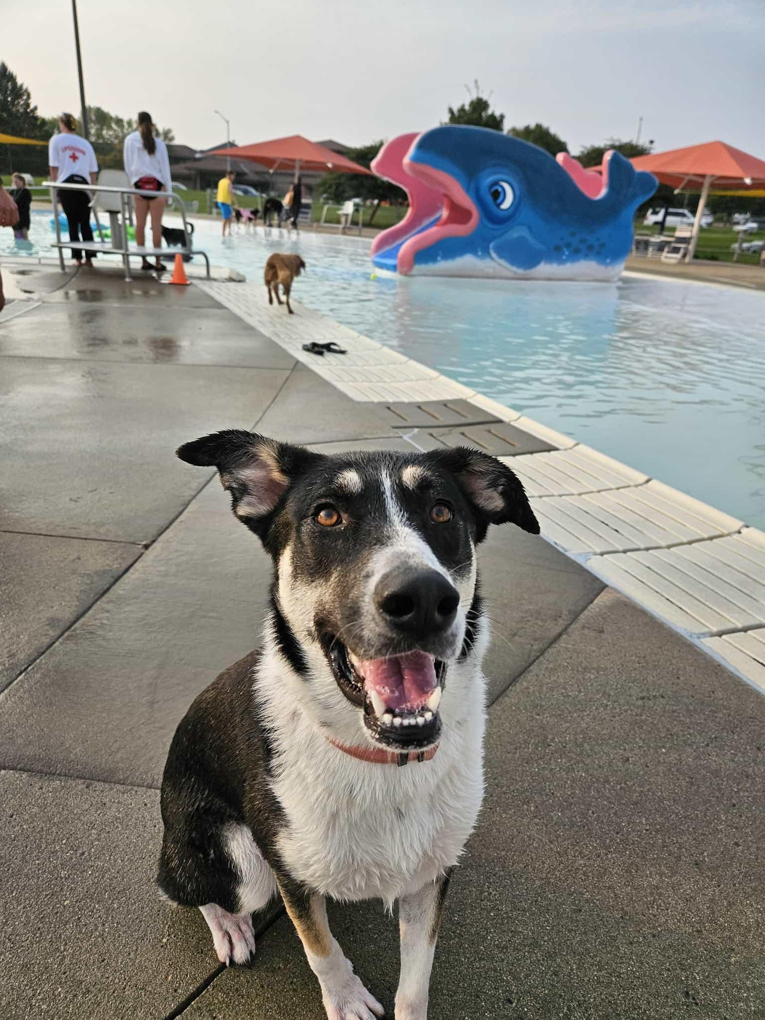 Poppy, an adoptable Mixed Breed in Sioux Falls, SD image 2/6