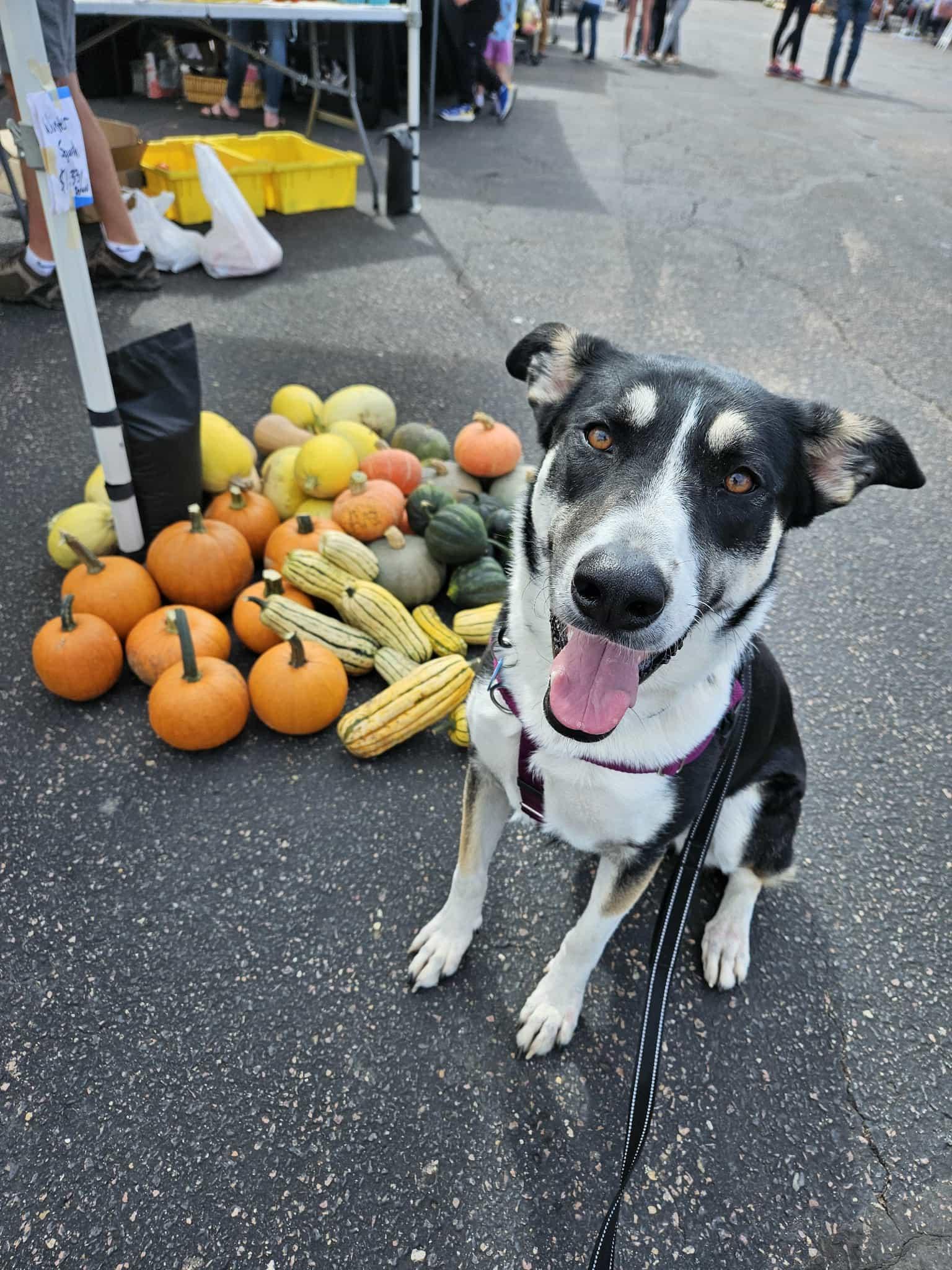 Poppy, an adoptable Mixed Breed in Sioux Falls, SD image 1/6