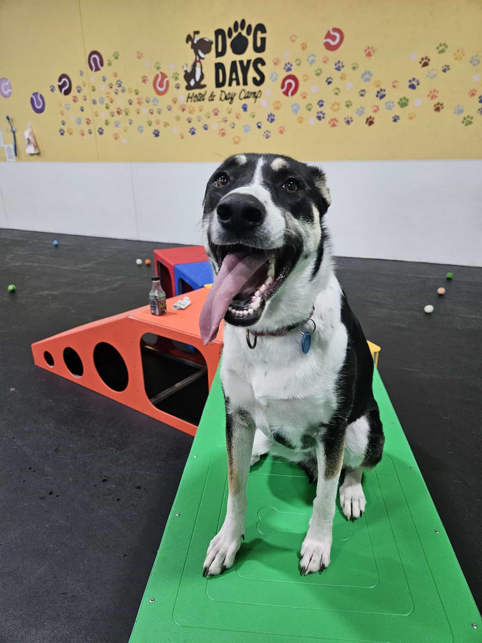 Poppy, an adoptable Mixed Breed in Sioux Falls, SD image 3/6