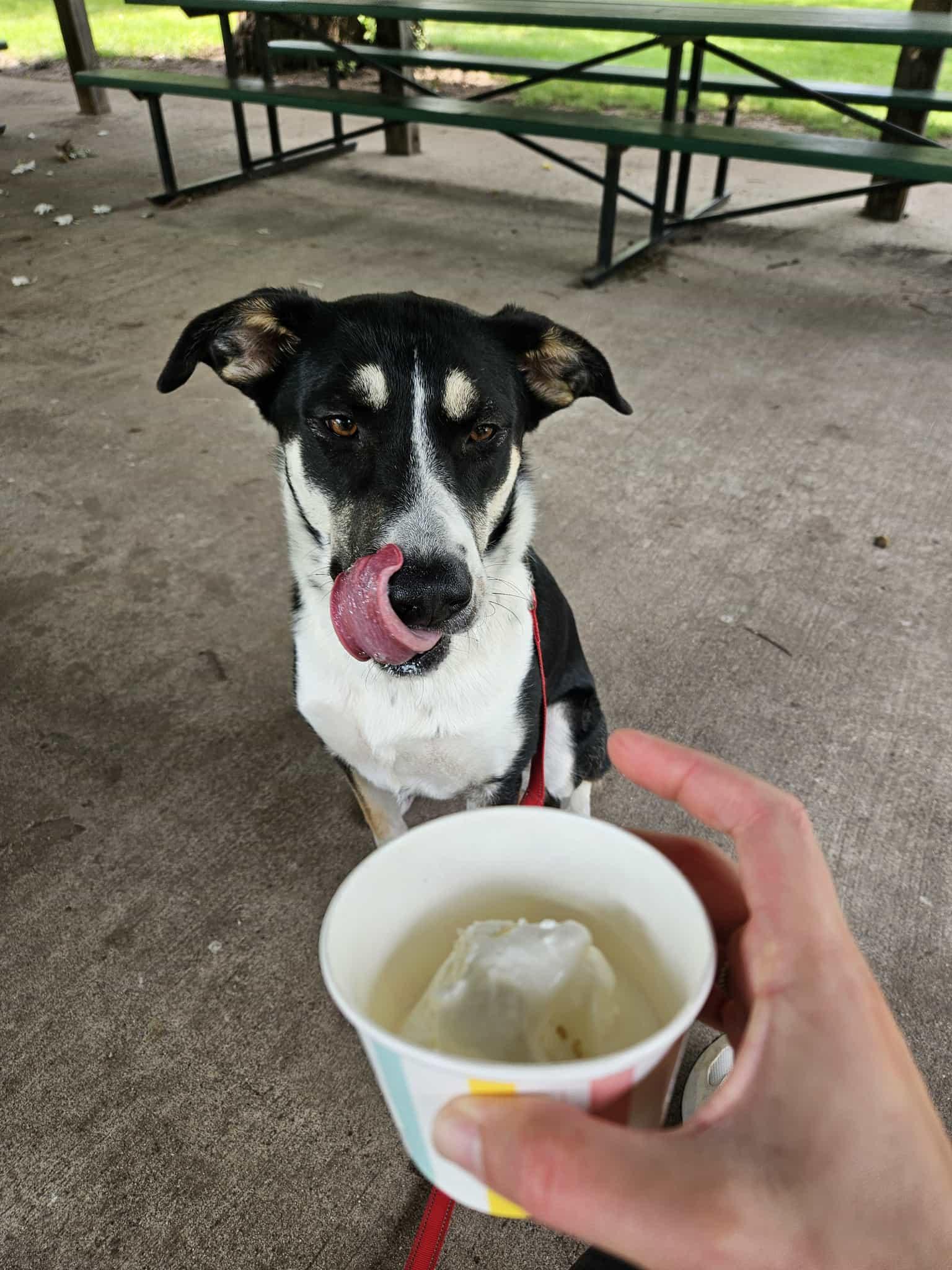 Poppy — thumbnail 4