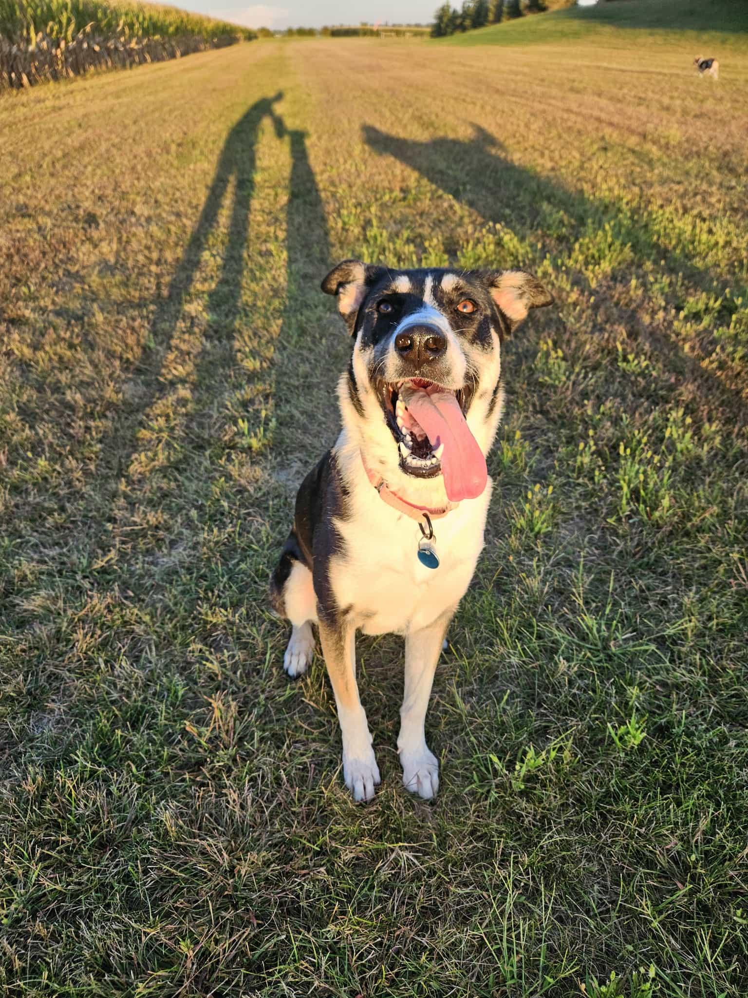 Poppy — thumbnail 5