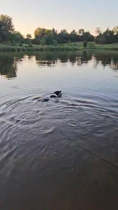 Enlarge Poppy, an adoptable Mixed Breed in Sioux Falls, SD video 6/6