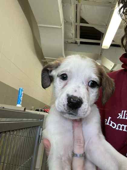 Enlarge Blitzen, a Adoptable mixed breed in Munster, IN image 1/1