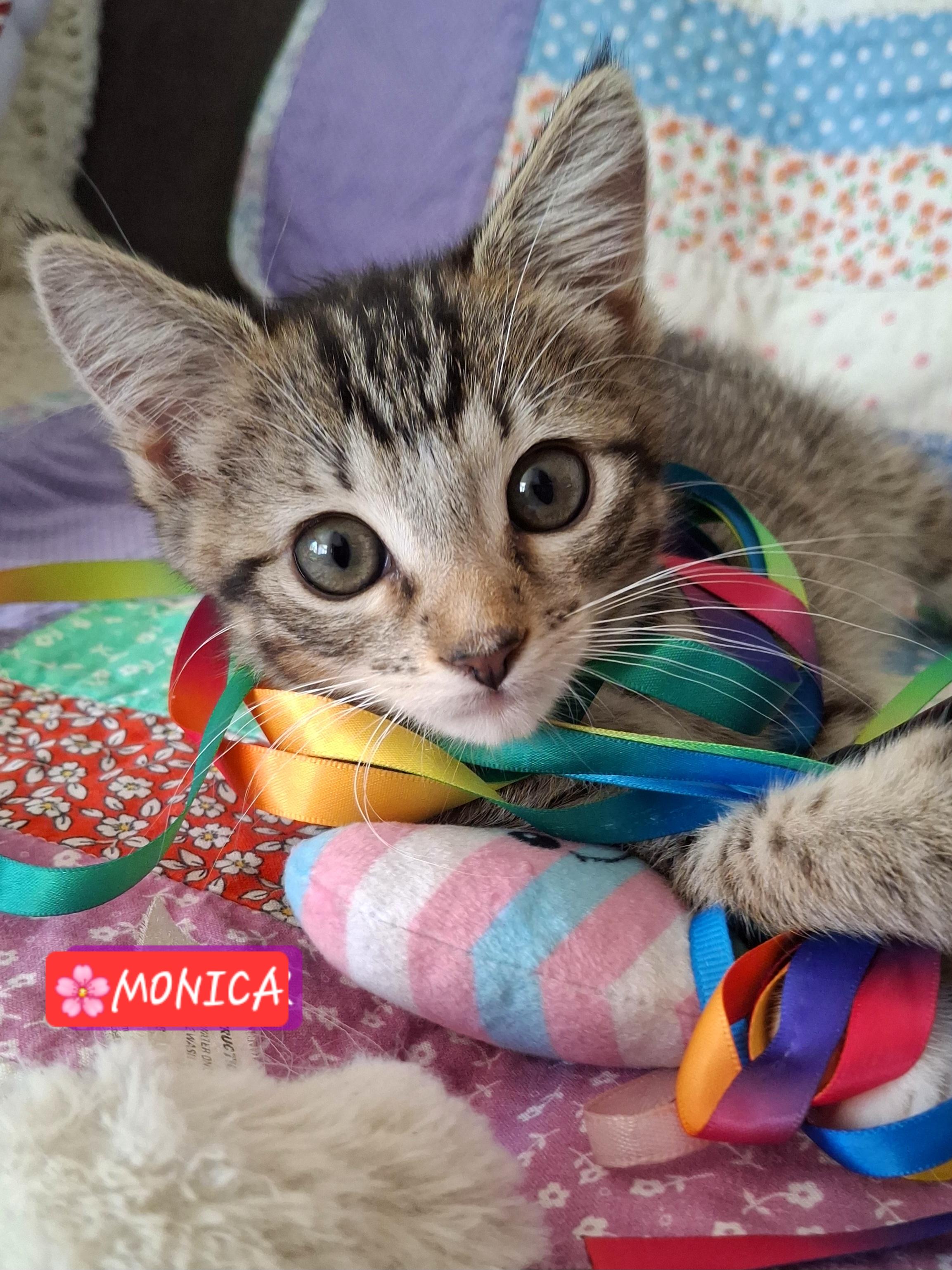 Enlarge Monica, a Adoptable mixed breed in Buena Park, CA image 4/6