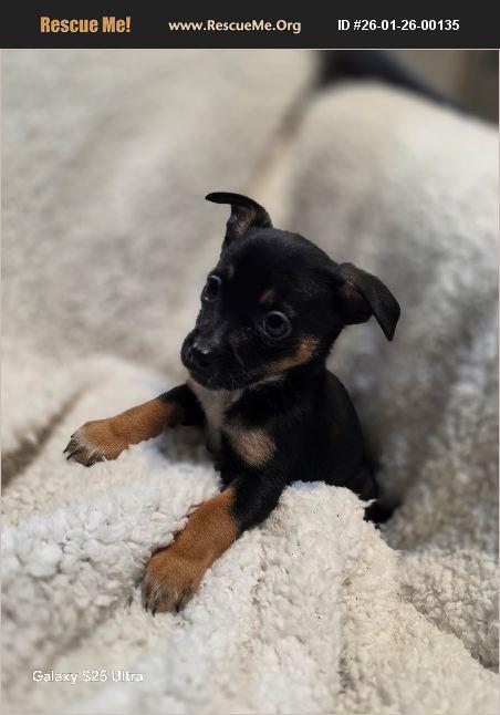 Fern, Adoptable, Puppy Female Australian Cattle Dog / Blue Heeler & Chihuahua.
