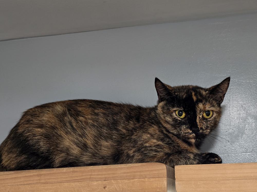 Harvest Moon, Adoptable, Young Female Domestic Short Hair.