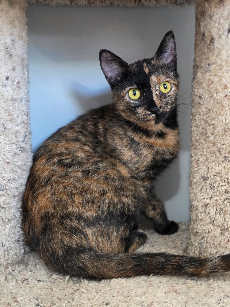 Enlarge Harvest Moon, a Adoptable Domestic Short Hair in Lewisburg, TN image 2/3