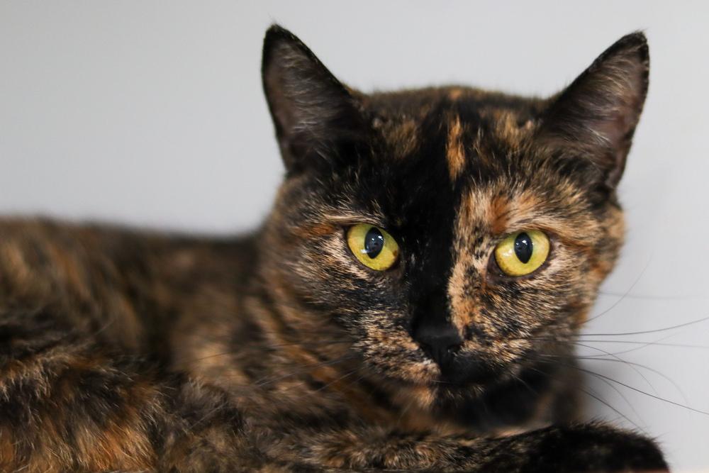 Enlarge Harvest Moon, a Adoptable Domestic Short Hair in Lewisburg, TN image 3/3