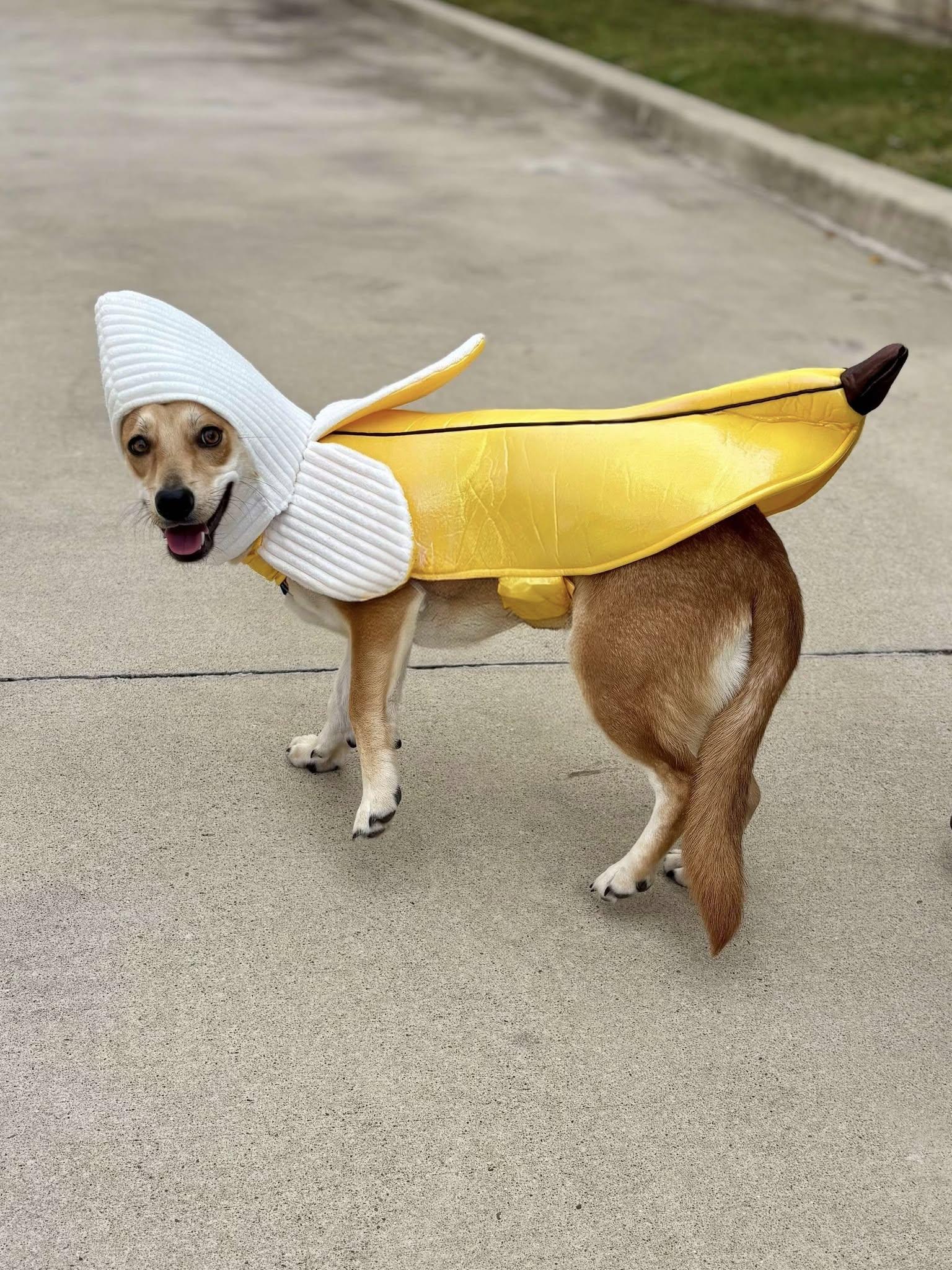 Gemma, Adoptable, Young Female Corgi & Golden Retriever.