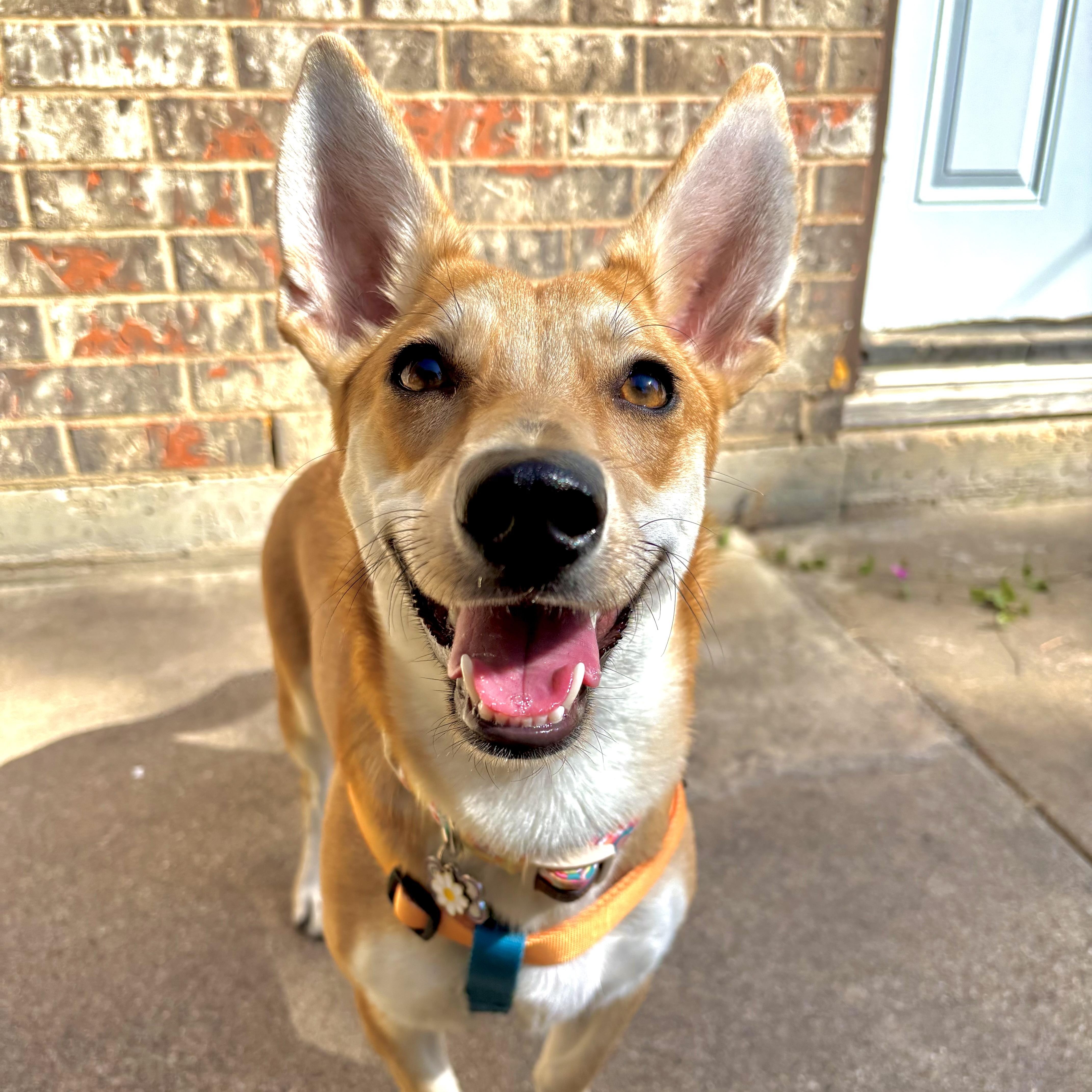 Enlarge Gemma, a Adoptable mixed breed in Benbrook, TX image 3/5