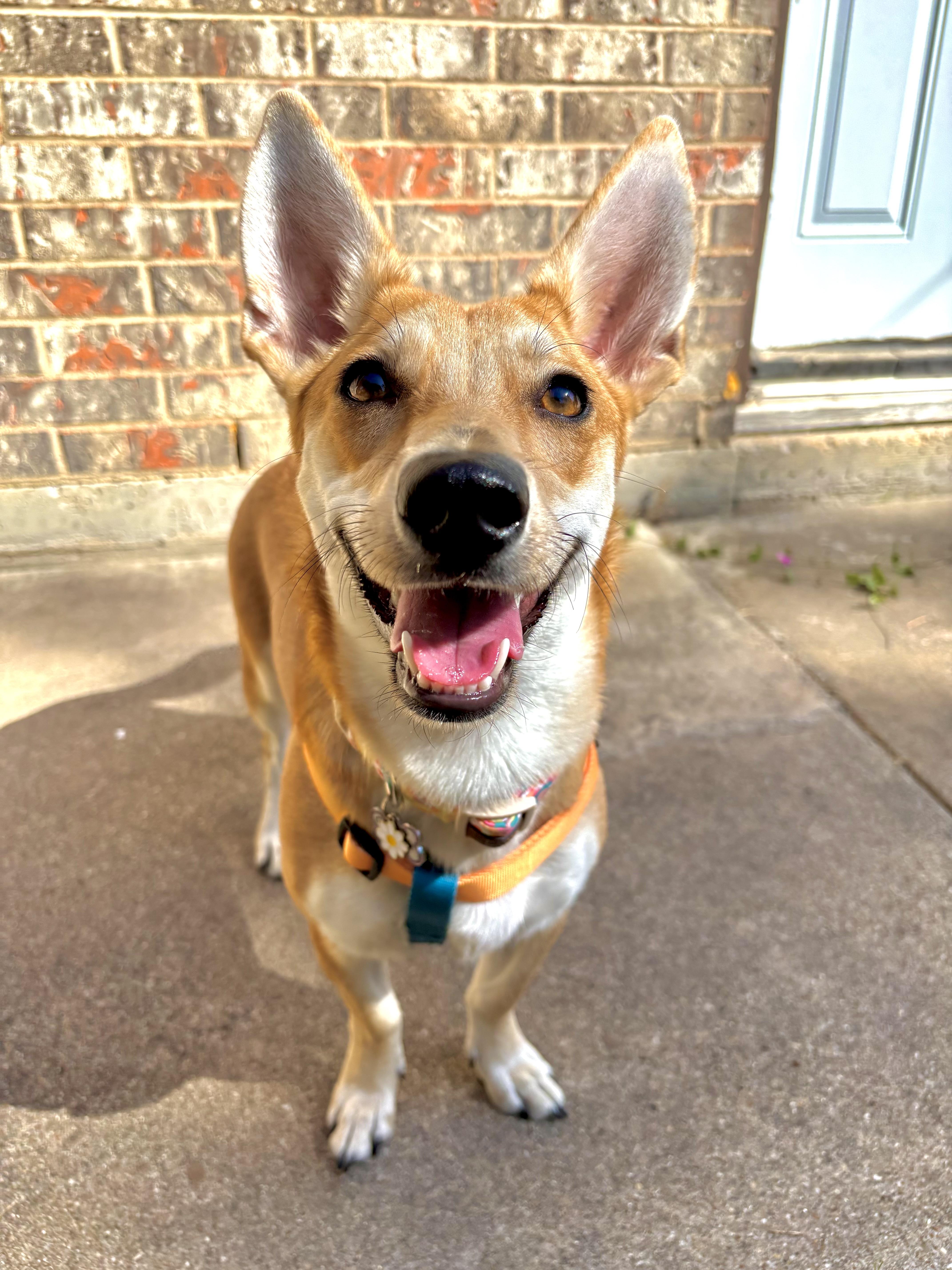 Gemma
