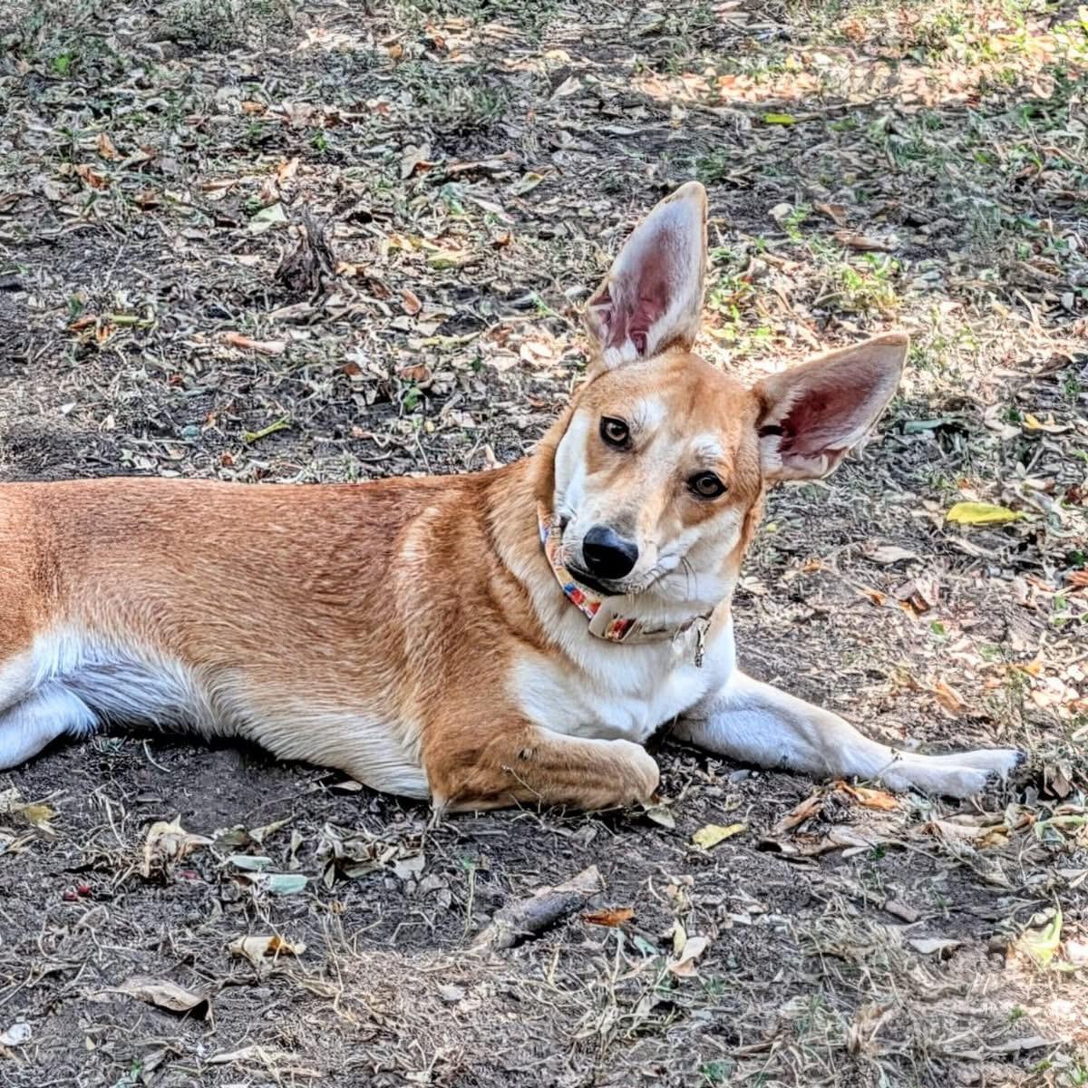 Enlarge Gemma, a Adoptable mixed breed in Benbrook, TX image 5/5