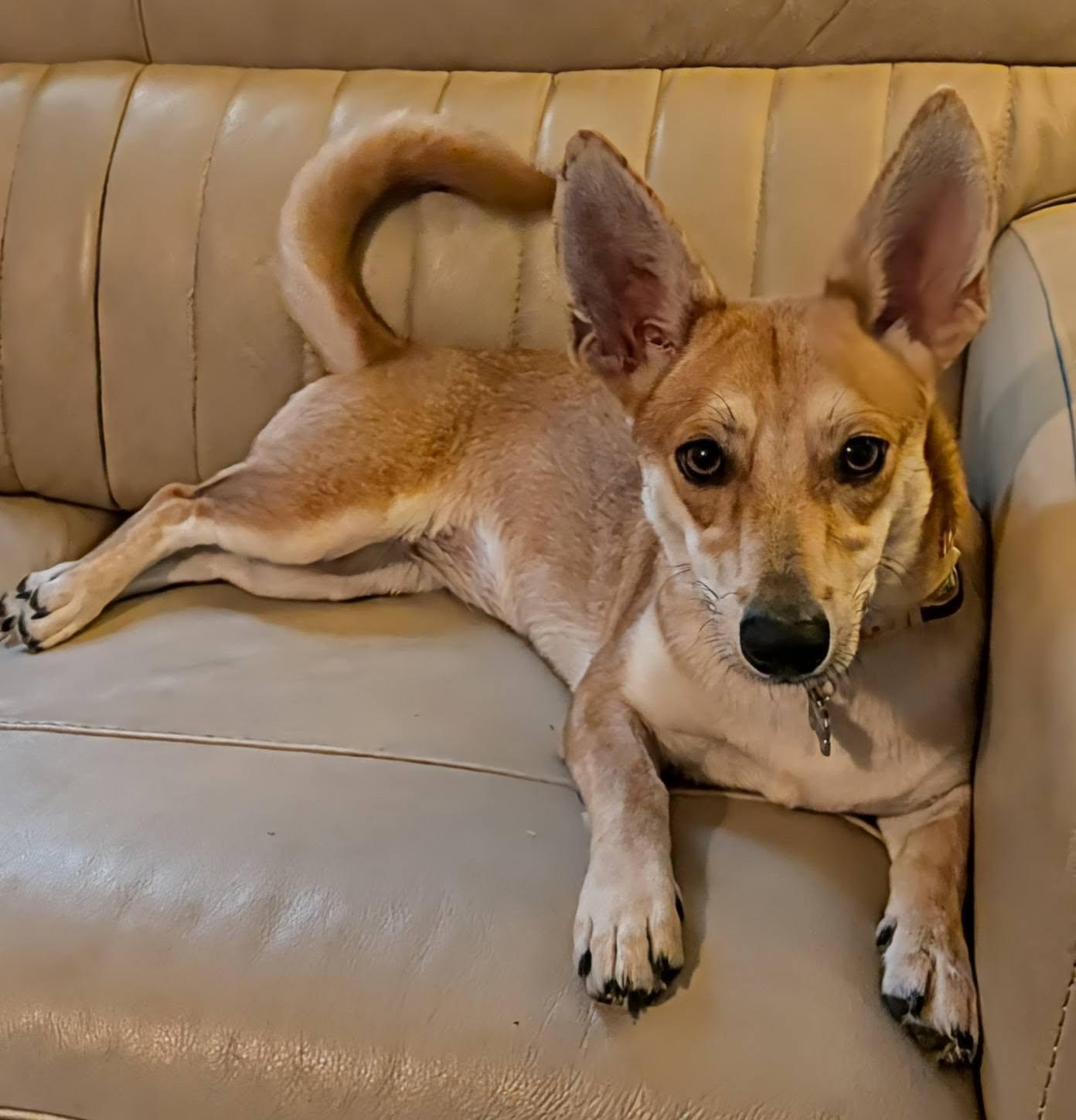 Enlarge Gemma, a Adoptable mixed breed in Benbrook, TX image 4/5