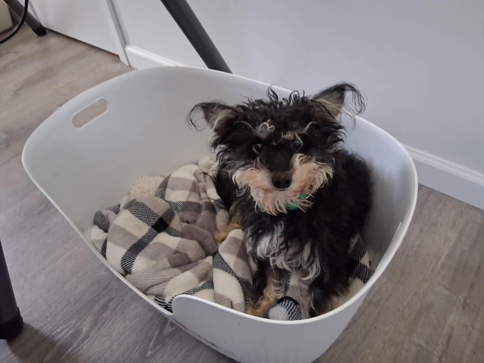 Courtesy Post - Ricky, Adopted, Young Male Shih Tzu & Yorkshire Terrier.