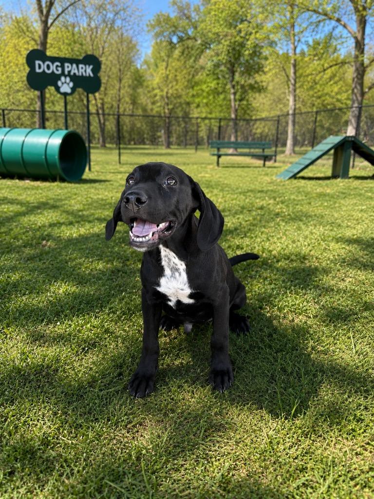 Larry, Adopted, Puppy Male Mixed Breed.