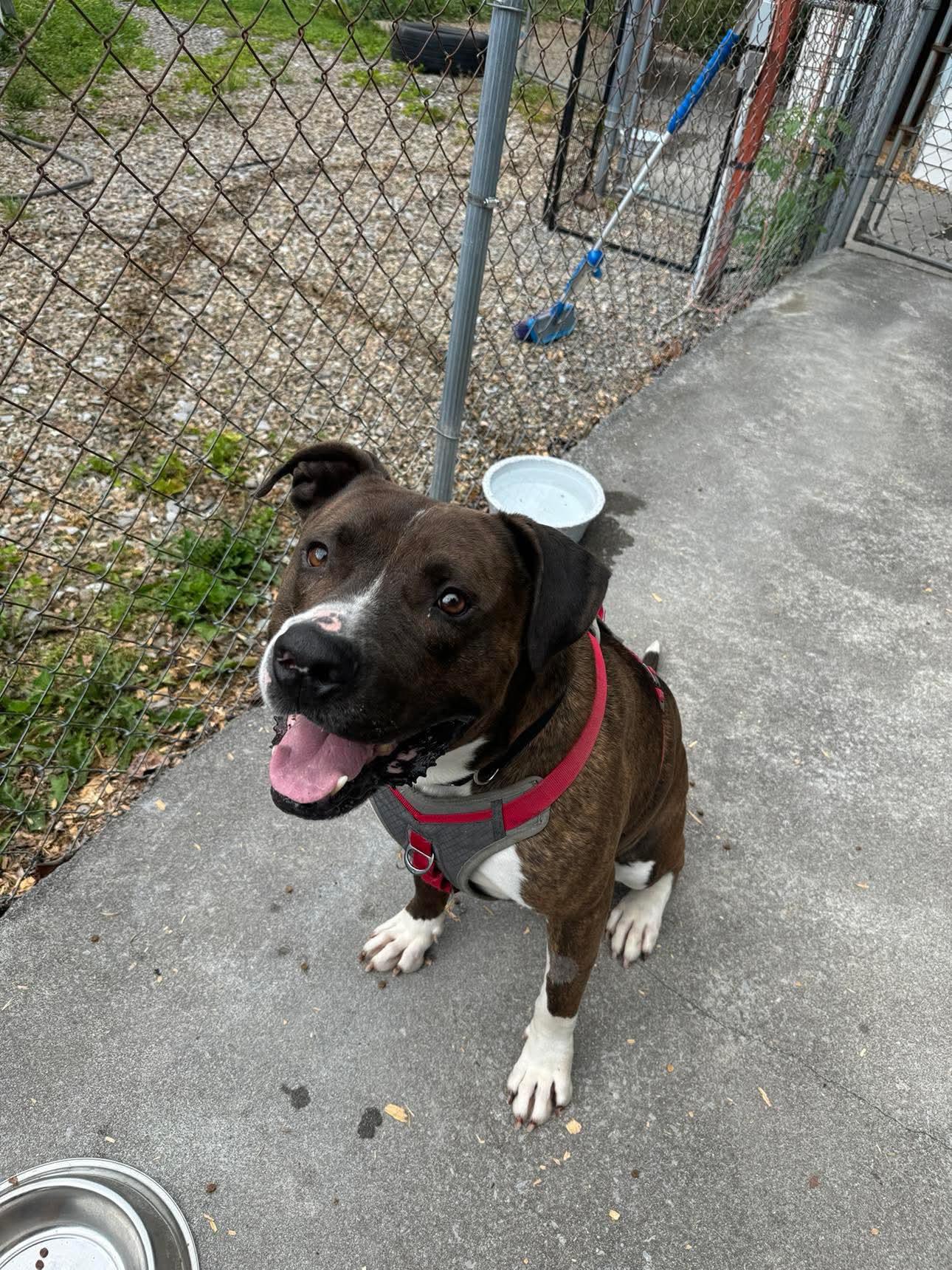 Enlarge Cayde, a Adoptable mixed breed in Coeburn, VA image 2/4