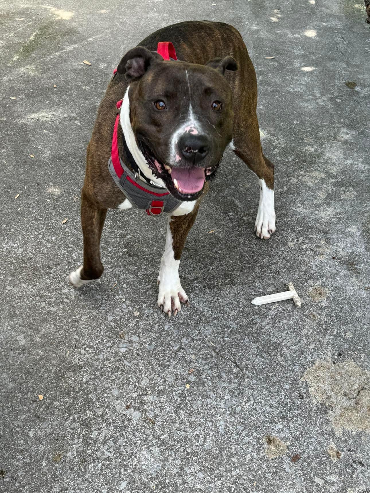 Enlarge Cayde, a Adoptable mixed breed in Coeburn, VA image 3/4
