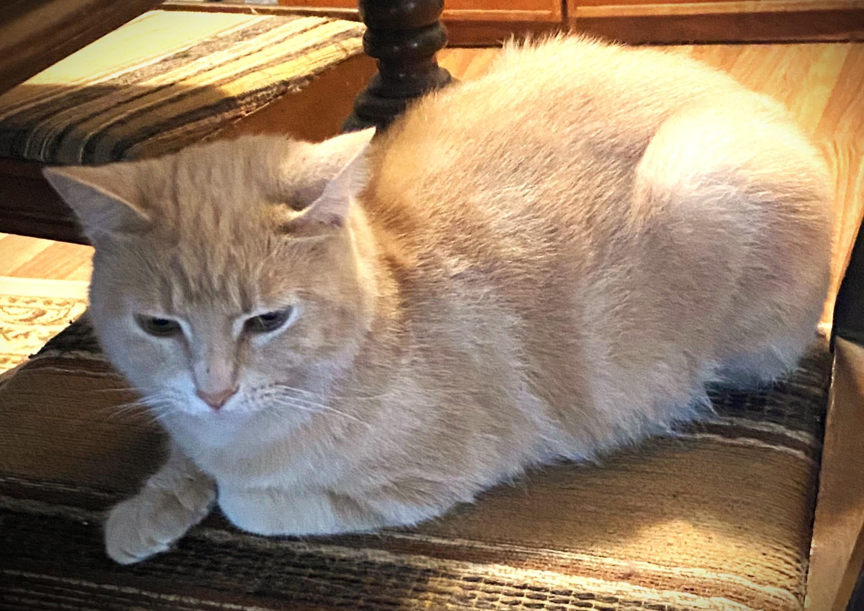 Enlarge Gemma, a ADOPTABLE Domestic Short Hair in Chico, CA image 2/3