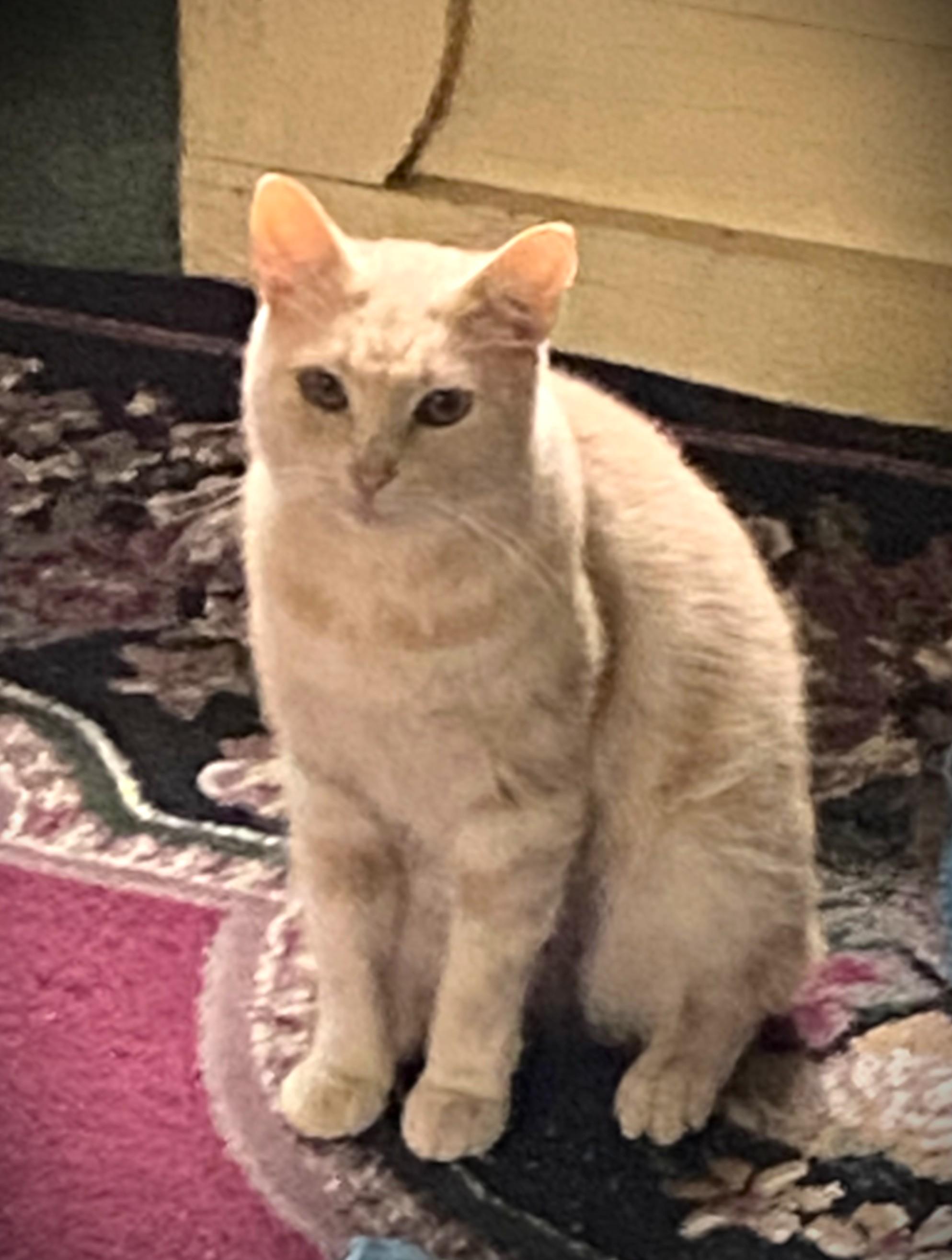 Enlarge Gemma, a ADOPTABLE Domestic Short Hair in Chico, CA image 1/3