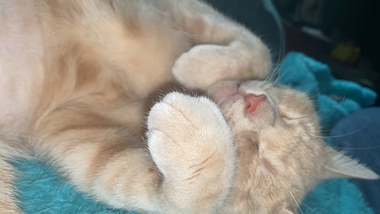 Enlarge Gemma, a ADOPTABLE Domestic Short Hair in Chico, CA video 3/3