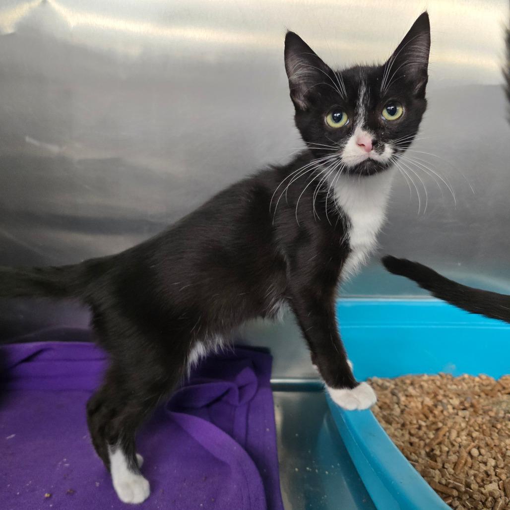 Rex, Adoptable, Kitten Male Domestic Short Hair.