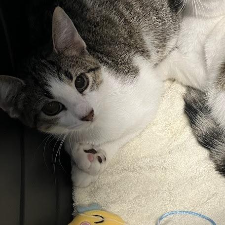 Enlarge Spice, a Adoptable Domestic Short Hair in DeKalb, IL image 3/4