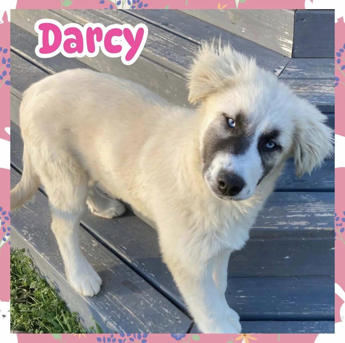 Darcy, adopted, Puppy Female Great Pyrenees.