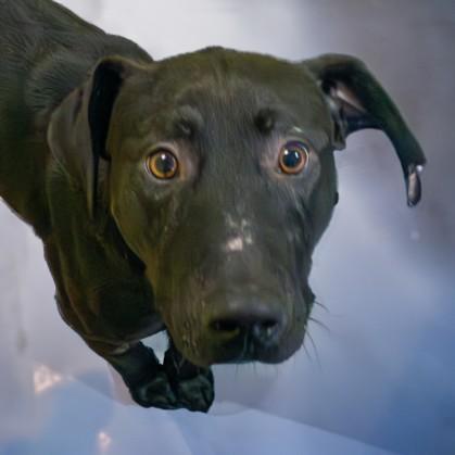 RANGER, Adoptable, Young Male Labrador Retriever & Mixed Breed.