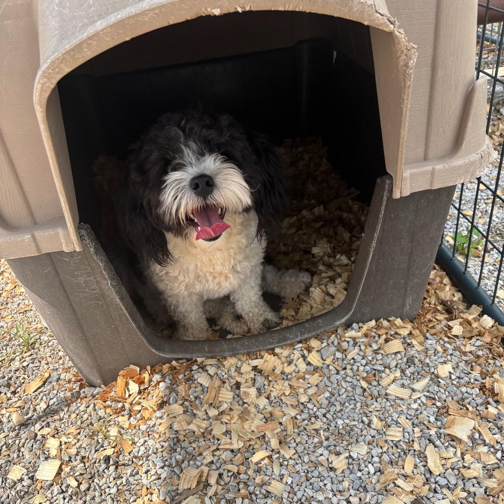 Yappy, a Adoptable Mixed Breed in Springtown, TX image 2/6