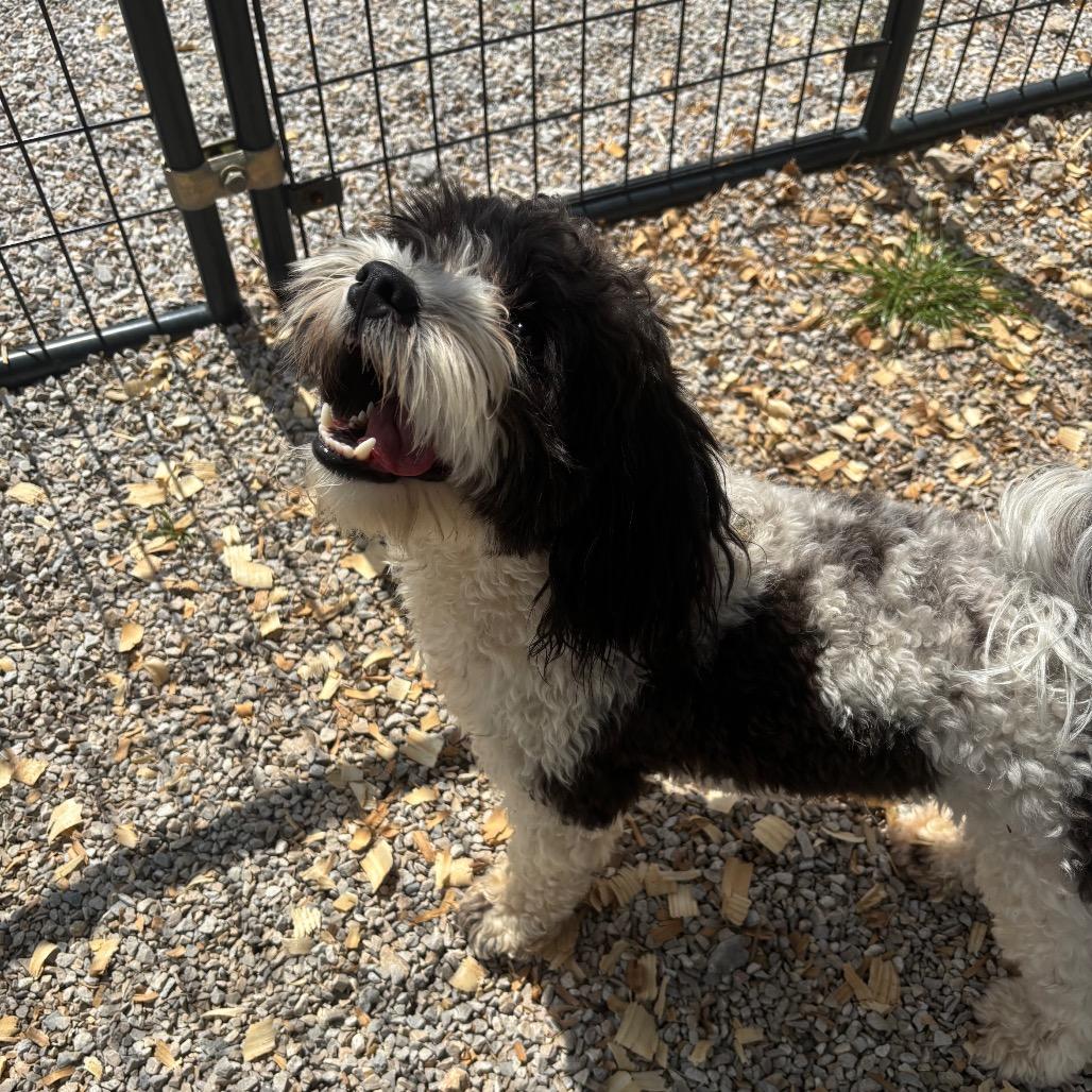 Yappy, a Adoptable Mixed Breed in Springtown, TX image 4/6