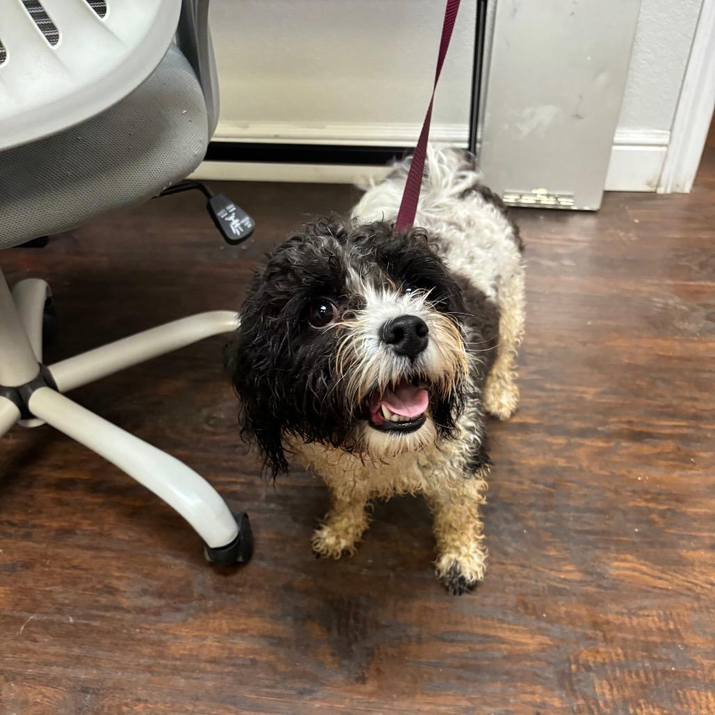Yappy, a Adoptable Mixed Breed in Springtown, TX image 5/6