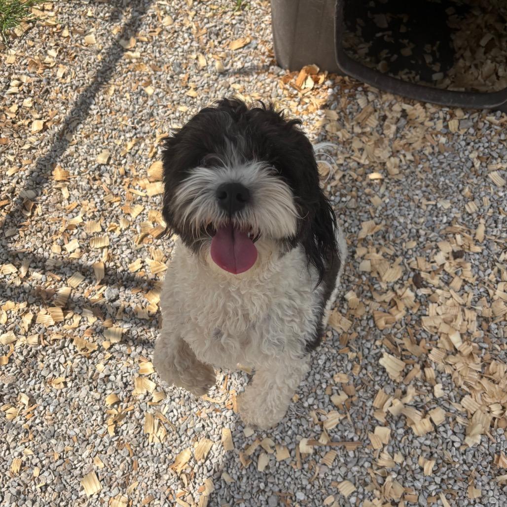 Yappy, a Adoptable Mixed Breed in Springtown, TX image 6/6