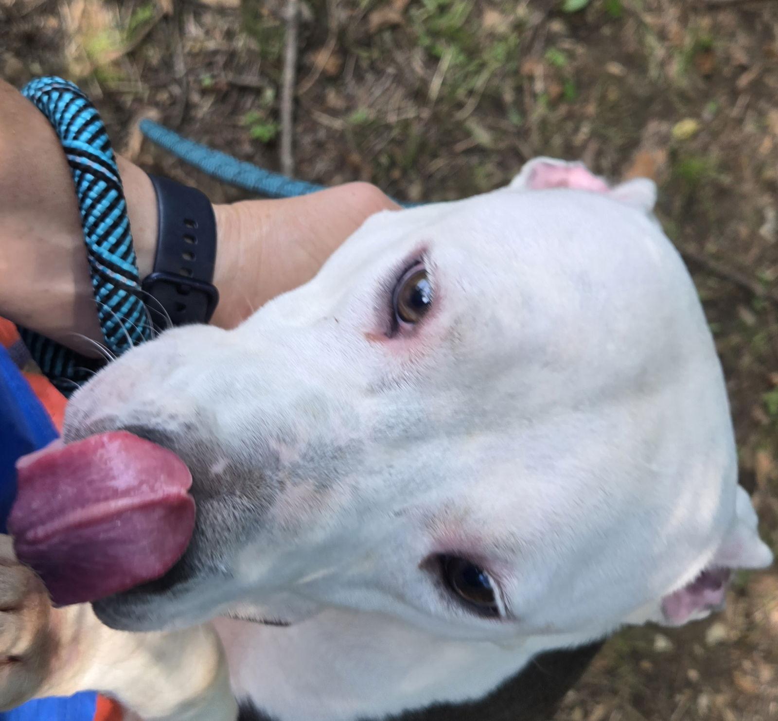 Dixie — thumbnail 2