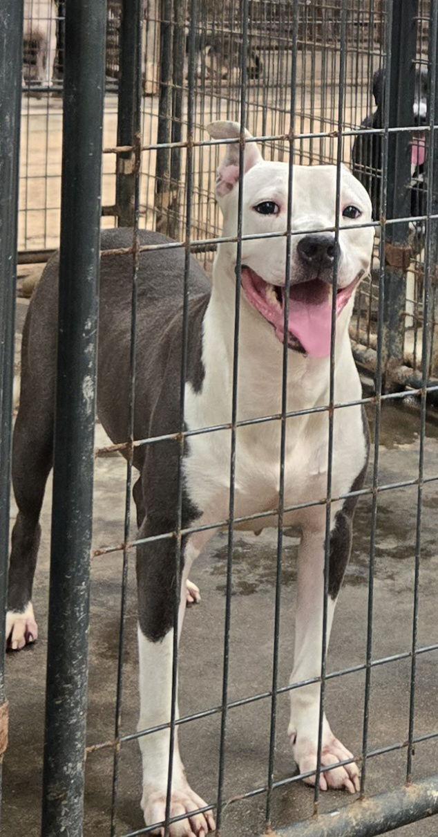 Dixie — thumbnail 3