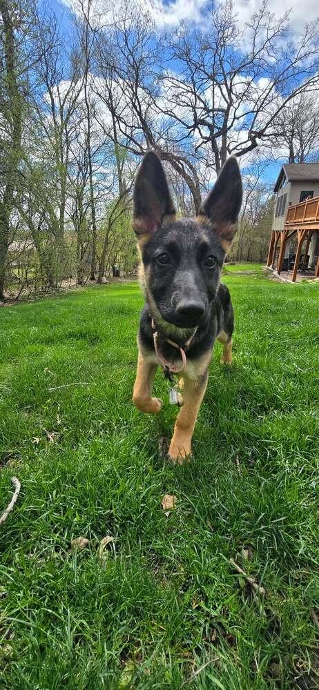Heidi V, Adoptable, Puppy Female German Shepherd Dog & Belgian Shepherd / Malinois.