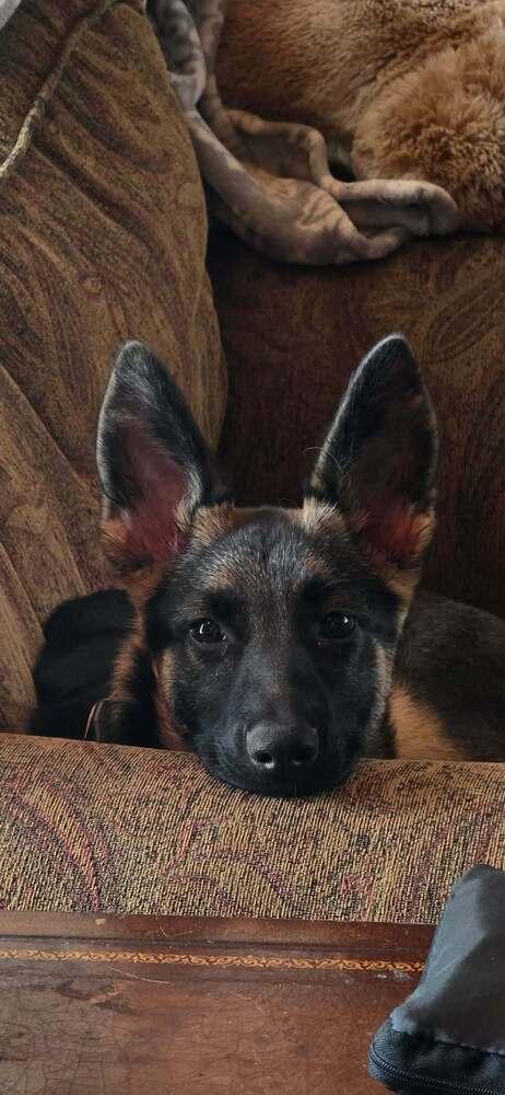 Heidi V, a Adoptable mixed breed in Fredonia, WI image 2/3